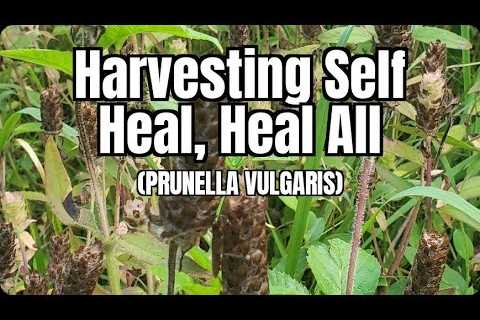 Harvesting Self Heal, Heal All Herb - Prunella vulgaris