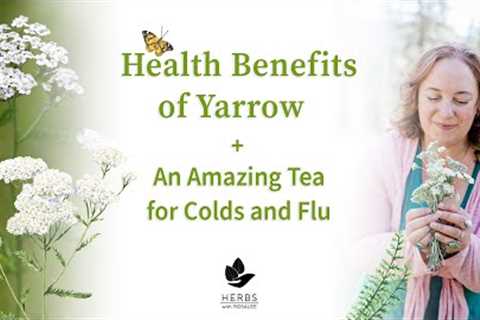 Health Benefits of Yarrow Plant + Yarrow Tea for Colds and Flu