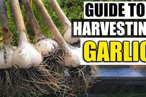 Harvesting Your Garlic - The Definitive Guide For Beginners