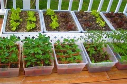 How to start a Container Garden from Seed Easy! STEP by STEP grow vegetables plant organic