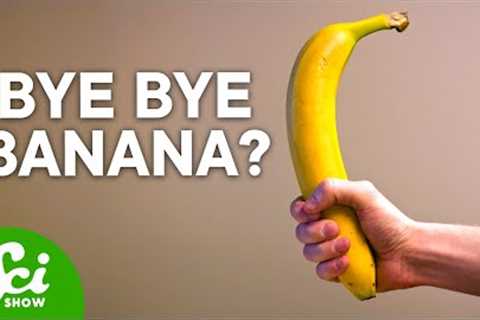 Bananas Are Not What You Think | The Shocking Truth