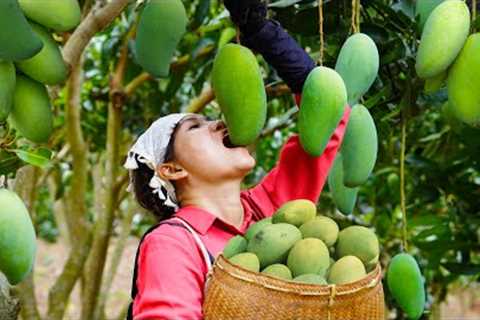 Harvest Queen Mango Varieties and bring them to the market to sell - Cooking | HanNa Daily Life