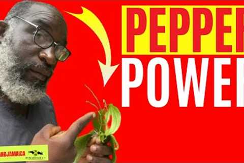 🔥🥊CRUSH Bad Cholesterol with This WILD-GROWN Plant  (PLUS 6 other POTENT herbs) #pepper 🇯🇲..