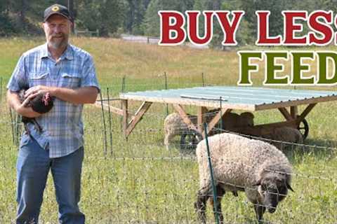 Feed more animals AND Healthier Pasture!?! (Start Multi-Species Rotational Grazing)