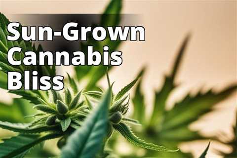 The Ultimate Guide to Growing Marijuana with Natural Sunlight for Healthier Plants