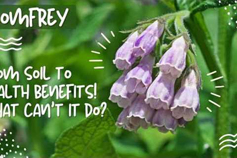 Comfrey: From Soil to Health Benefits!