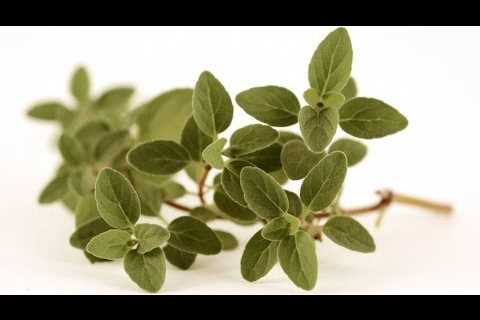 Health Benefits of Oregano â Vitamins and Minerals in Oregano