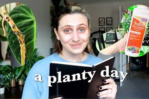 A Day in my Planty Life 🪴 harvesting anthurium seeds, battling flat mites & making terrarium a ..