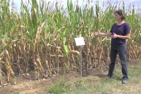 Organic No-Till Weed Management