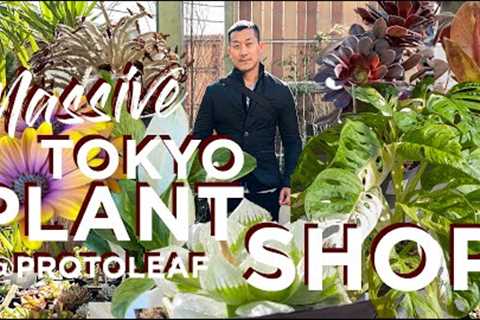 Plant🪴 Shop Walkthrough in Japan 🇯🇵  with Knowledgable Guide: Plant PRICES Unveiled!