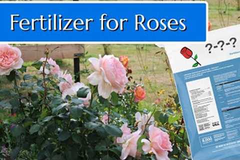 Fertilizer for Roses