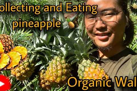 Collecting and Eating organic pineapple 🍍