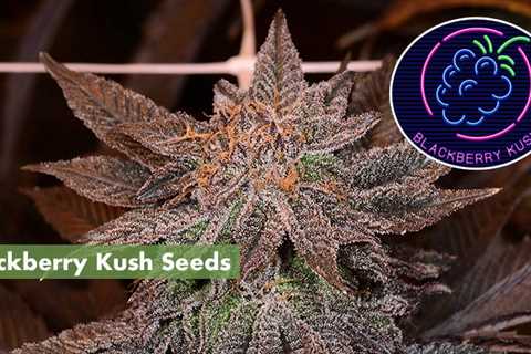 Cannabis Indica Cannabis Seeds Vs Blackberry Cannabis Seeds: Which Is Better For You?