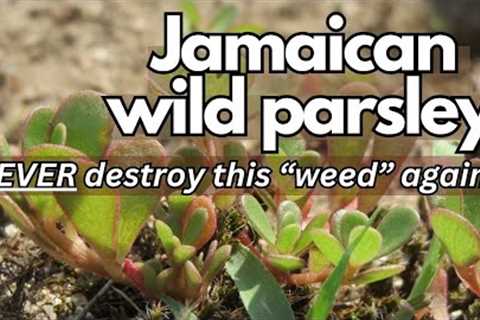 NEVER destroy this weed again!! / Earth''s Medicine