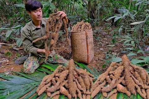 Harvesting wild tubers to process into medicinal herbs - Building Free Life