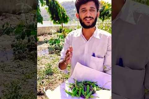 ORGANIC VEGETABLES FARMING #organic #organic #farming