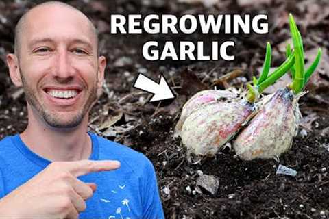The Lazy Way to REGROW Garlic for FREE Every Year!