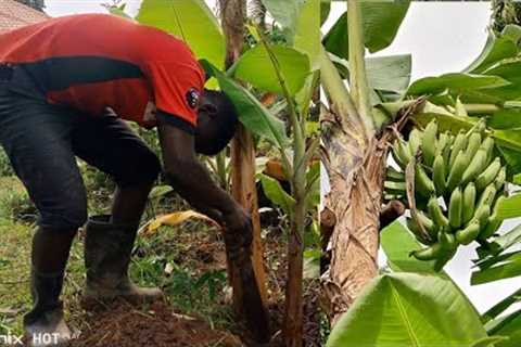 Propagating Bananas, Weeding and Planting In My small urban Garden