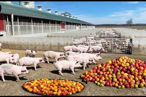 Organic Pig Farming - Fruit-Eating Pig Farm Model For Delicious Meat