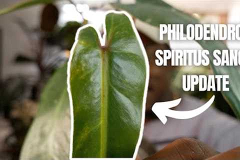 Update on my RAREST Plant following Propagation | Philodendron Spiritus Sancti