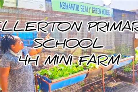 Ellerton Primary School 4H Mini Farm | #gardeningthroughthewindow