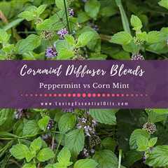 Cornmint Diffuser Blends - Peppermint vs Corn Mint & More