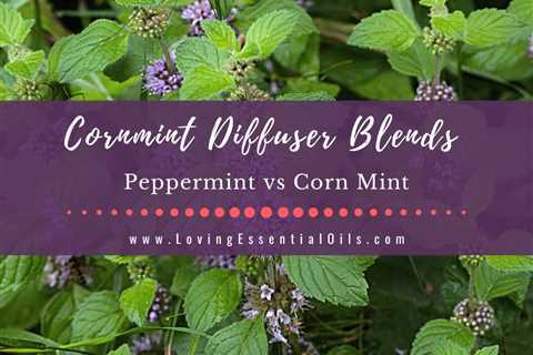 Cornmint Diffuser Blends - Peppermint vs Corn Mint & More