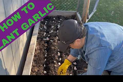Easily Grow Your Own Garlic at Home