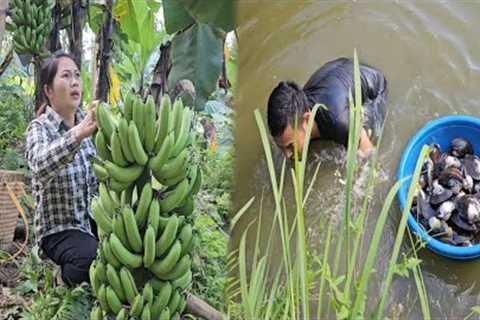 Harvesting giant banana bunches - Catching clams in the pond - Cooking delicious Mussel Porridge