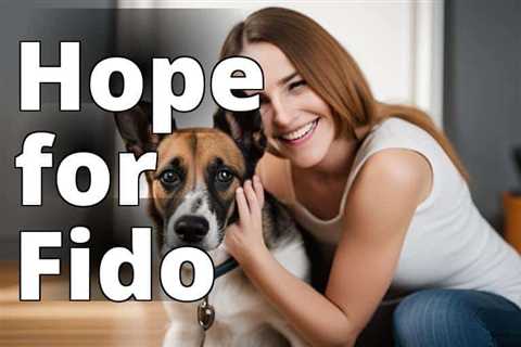The Ultimate Guide to CBD Oil Benefits for Dogs with Cancer: How It Supports and Heals