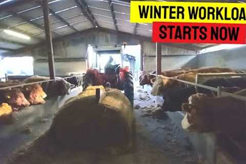FULL SHED OF CATTLE | FEEDING CATTLE 2023