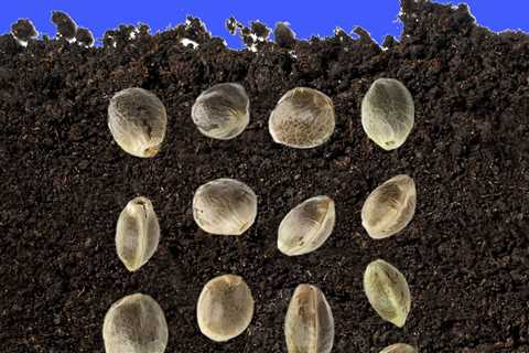 What are the Easiest Cannabis Seeds to Grow for Beginners?