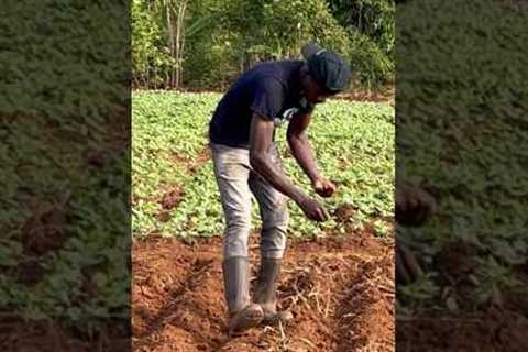 Organic farming. Sowing seeds #100shorts2024 #diy #trending #shorts #africashorts #short