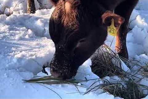 Bull mob harvesting fescue stockpile from under our snowpack.
