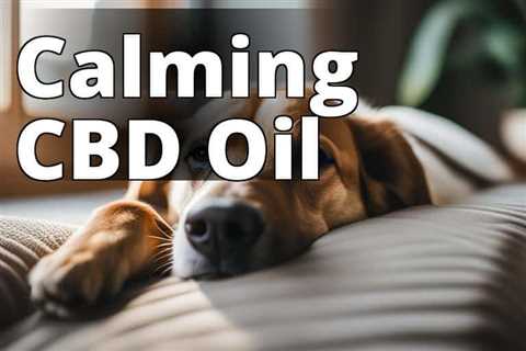 Top CBD Oil for Dogs: Reviews and Anxiety Relief Tips