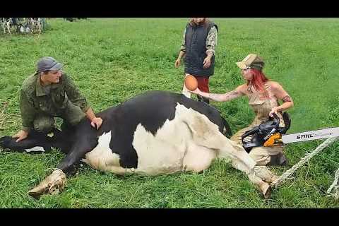 Revolutionary Dairy Farming Techniques Stacked Straw Silage Hills & Holstein Cows with Modern..