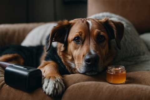 Discover the Best CBD for Anxious Dogs – Relieve Your Pet’s Stress