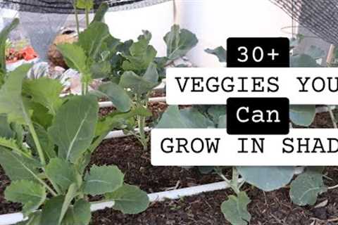 30 + Vegetables that you can grow in the shade