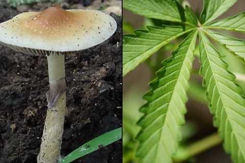 VA Asks Congress To Amend Medical Marijuana Bill For Veterans While Opposing Psychedelics Measure..