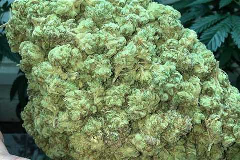 Super Glue Nug 🍁💪🥊  #insidecannabis #smokeweedeveryday #high #cannabis…