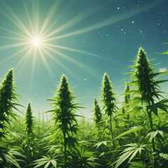 Why Are Sativa Strains Best for Energy?