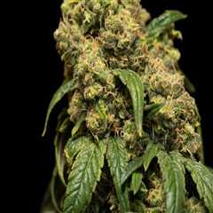 Is sour diesel strong?