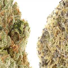 Is indica or sativa a better strain?