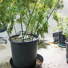 Can you grow hemp as a house plant?