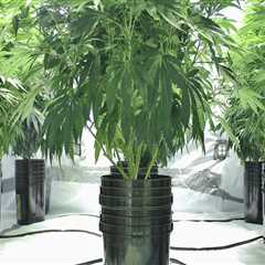 Can you grow hemp in a container?