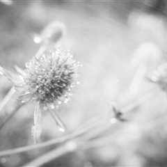 The Pause Between II - Monochrome Meditations in a Garden