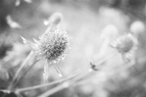 The Pause Between II - Monochrome Meditations in a Garden