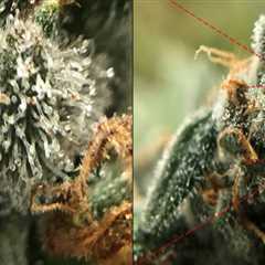 The Science Behind THCB And Its Role In Medical Marijuanas