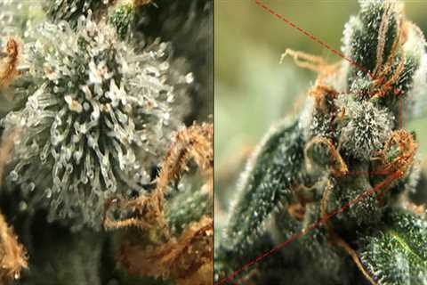 The Science Behind THCB And Its Role In Medical Marijuanas