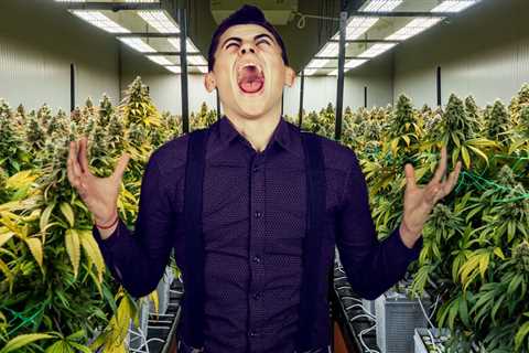 Don't Be Desperate for Cannabis Legalization - How Politicians are Pulling Your Emotional Heart..